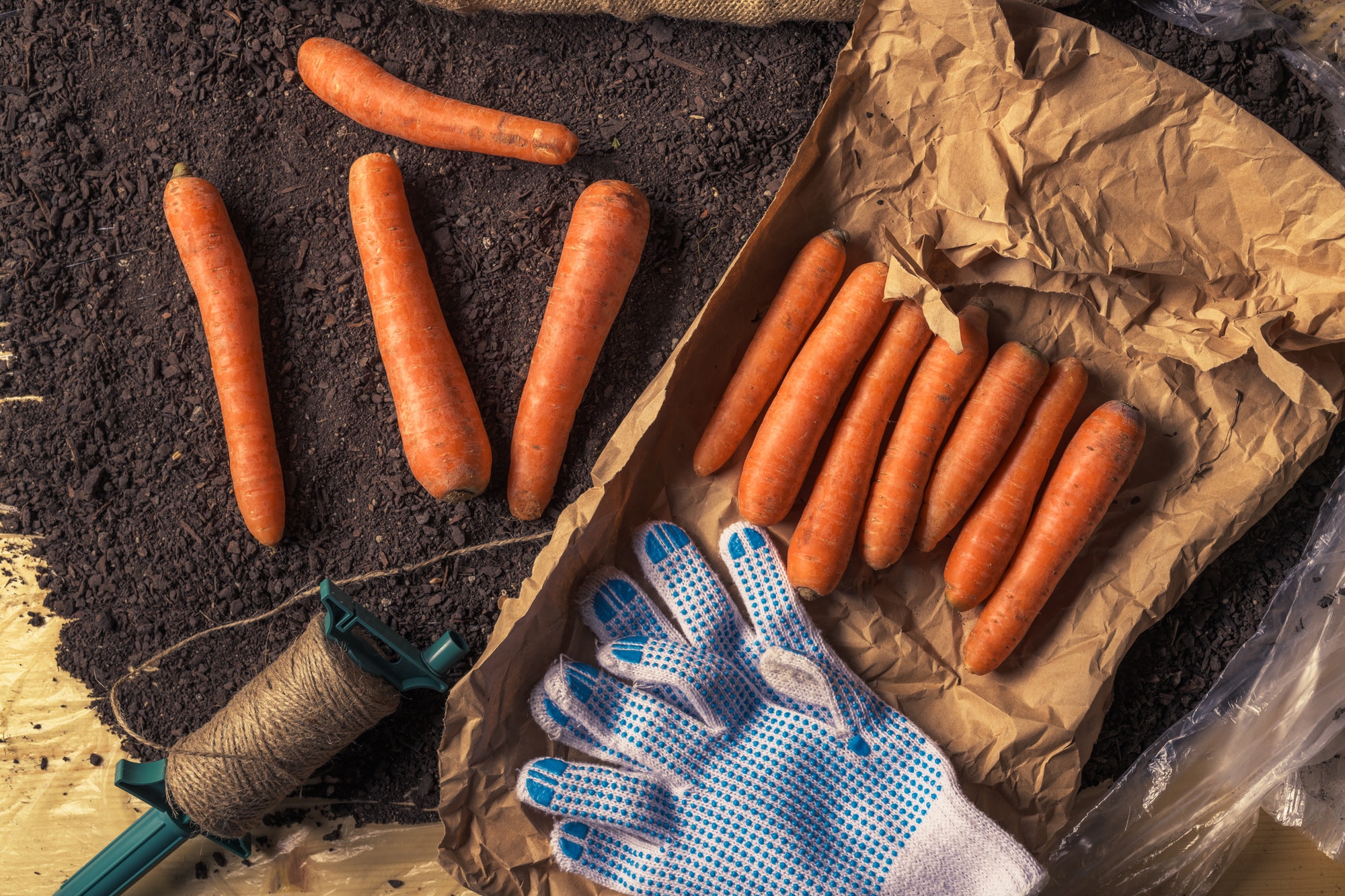 Organic homegrown carrots packing for farmer's market